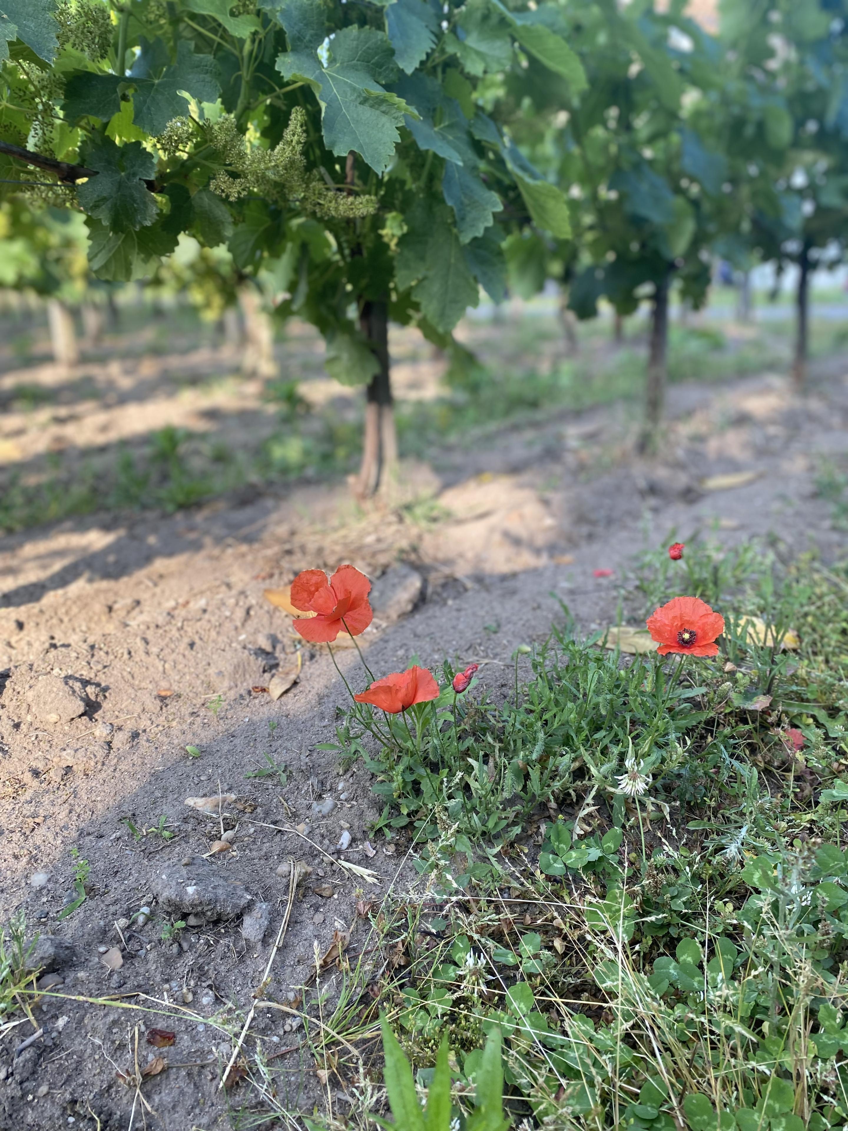 One of Pomerol's smallest estates.