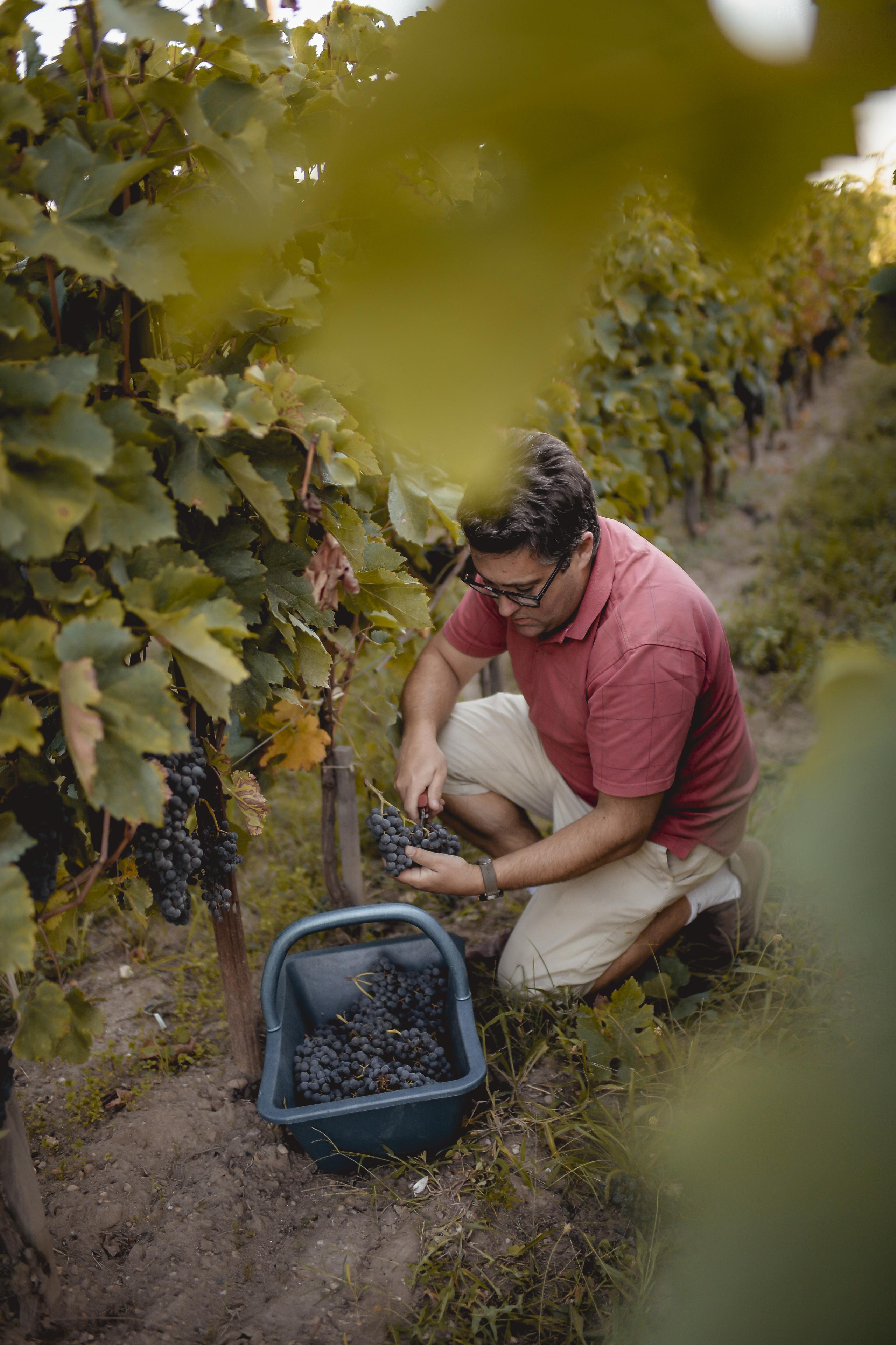 L’un des plus petits domaines de Pomerol